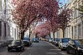 * Nomination Cherry blossom on Heerstrasse in Bonn, North Rhine-Westphalia, Germany --XRay 01:52, 10 May 2020 (UTC) * Promotion  Support Good quality.--Agnes Monkelbaan 04:34, 10 May 2020 (UTC)