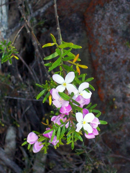 File:Boronia imlayensis.jpg