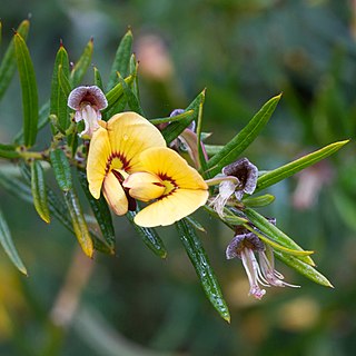 <i>Bossiaea rosmarinifolia</i> Species of legume