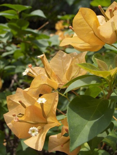 File:Bougainvillea-Flowers-KayEss-1.jpeg