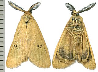 <i>Bracharoa</i> Genus of moths