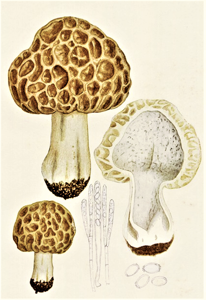 File:Bresadola - Morchella rotunda.png