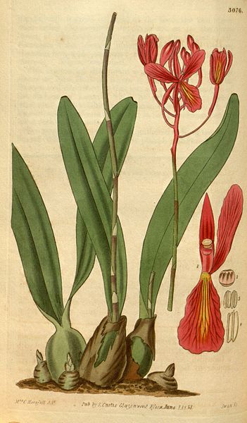 File:Broughtonia sanguinea - Curtis' 58 (N.S. 5) pl.3076 (1831).jpg