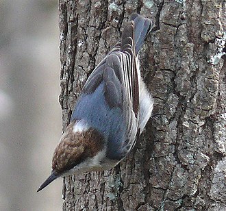 Brown-headed nuthatch (Sitta pusilla), nuthatches can climb downwards head-first Brown-headed Nuthatch-27527-4c.jpg
