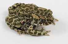 Bufotes viridis Bufo viridis 2511.jpg