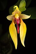 Bulbophyllum amplebracteatum subsp. orthoglossum