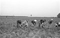 Bundesarchiv Bild 101I-001-0283-13, Polen, Bäuerinnen und Bauern bei Feldarbeit.jpg