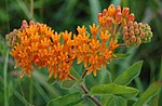 Miniatura para Asclepias