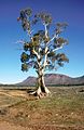 The Cazneaux Tree, near Wilpena Pound in Flinders Ranges National Park.