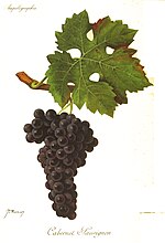 Vignette pour Cabernet sauvignon