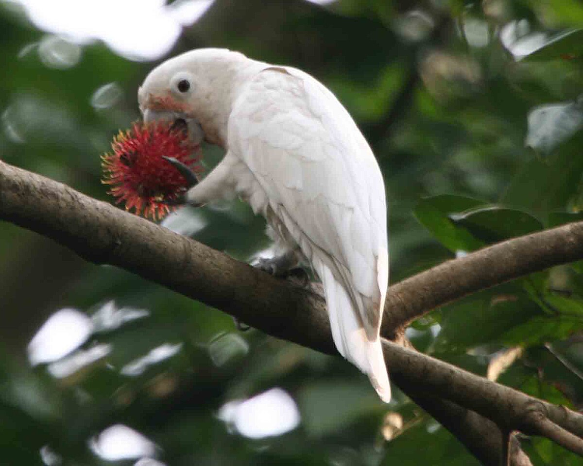 File Cacatua Goffiniana Eating Rambutan 6 Jpg Wikimedia Commons