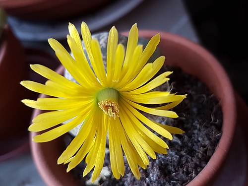 Flower of a lithops cactus on the window sill