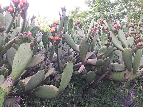 Cactus tree in Rome