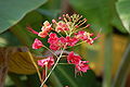 Caesalpinia pulcherrima pink form