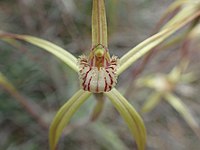 Caladenia fluvialis