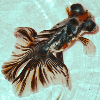 Butterfly telescope goldfish Breed of goldfish