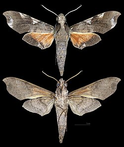 Callionima acuta ♂