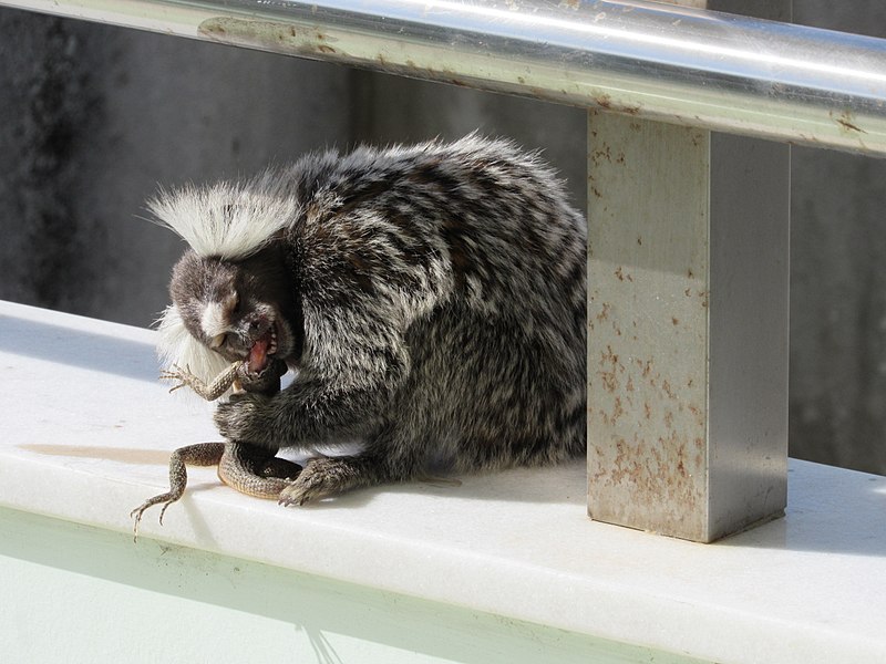 File:Callithrix jacchus feeding.jpg