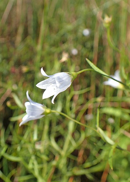 File:Campanula aparinoides kz01.jpg