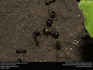 <i>Camponotus sansabeanus</i> Species of ant