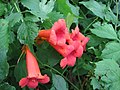 Campsis radicans, Milin amerykański, 2007-08-11