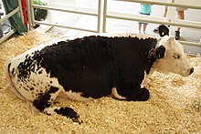 The "Speckle Park" breed of beef cattle was developed in Saskatchewan by cross-breeding the Aberdeen Angus and Shorthorn. The "speckled" pattern for which it is named is derived from a single progenitor bull with the colour-pointed markings of the White Park. Canadian Speckle Park.JPG