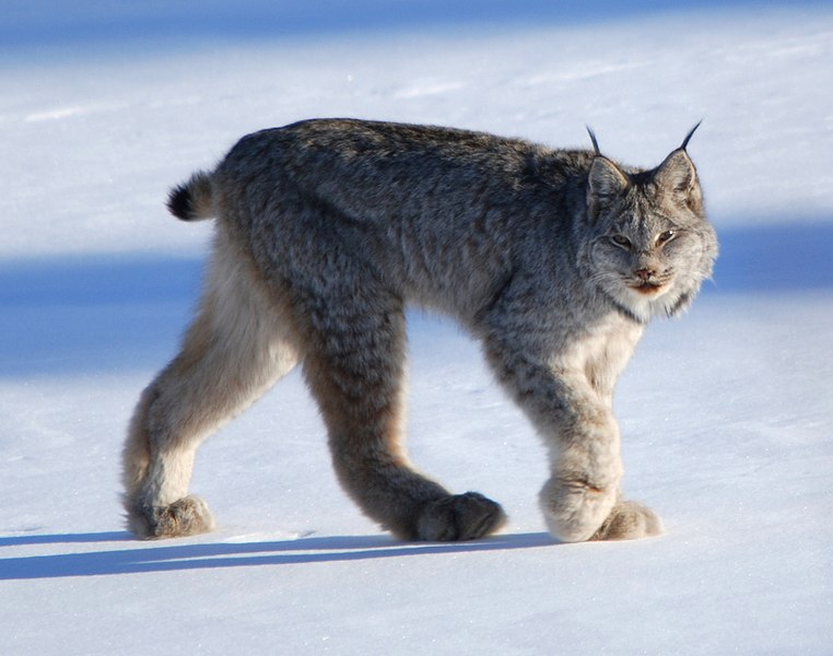 File:Canadian lynx by Keith Williams.jpg