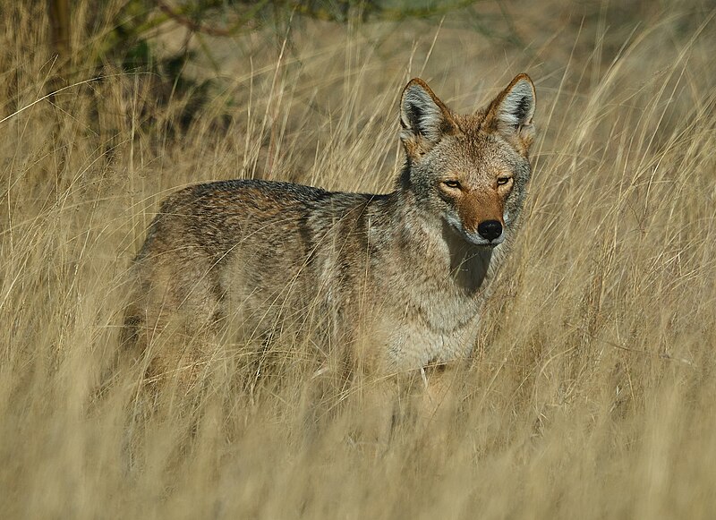 File:Canis latrans 46626E8D-D71C-42B7-B258-44DCF423177C (52708551021).jpg