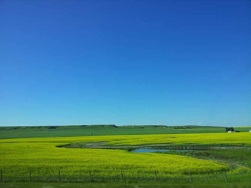 File:Canola Fields and Prairie Hills - panoramio.jpg