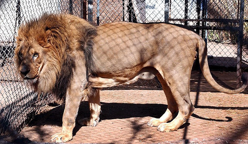File:Captive lion at a breeding center.jpg