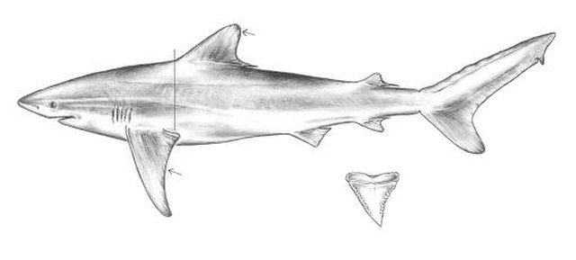 The dusky shark can be identified by its sickle-shaped first dorsal and pectoral fins, with the former positioned over the rear tips of the latter