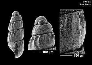 <i>Careliopsis</i> Genus of gastropods