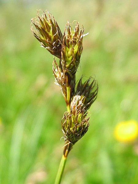 File:Carex ovalis habitus.jpeg