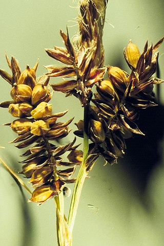 <i>Carex raynoldsii</i> Species of grass-like plant
