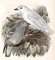 中美雪白伞鸟（Carpodectes nitidus）