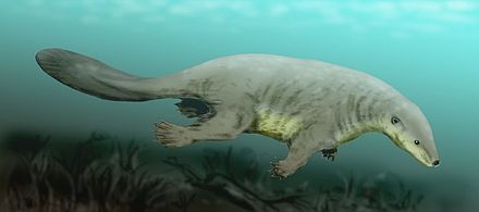 Illustration of Castorocauda lutrasimilis, a semiaquatic mammal from the Jurassic