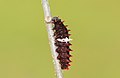 * Nomination Caterpillar of Pachliopta aristolochiae (Fabricius, 1775) – Common Rose. By User:Atanu Bose Photography --MaheshBaruahwildlife 04:04, 9 May 2023 (UTC) * Promotion  Support OK quality. --Charlesjsharp 08:54, 9 May 2023 (UTC)