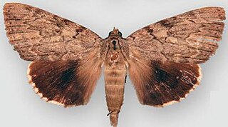 <i>Catocala agrippina</i> Species of moth