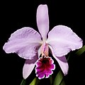 Cattleya percivaliana