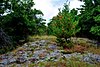 Centennial Bedrock Glade.jpg