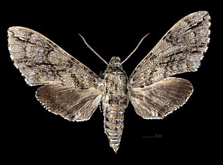 <i>Ceratomia igualana</i> Species of moth