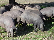 Iberian pigs in Extremadura, Spain Cerdos ibericos.jpg