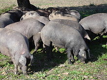 Iberian pigs in Extremadura