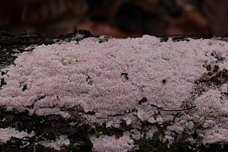 <i>Ceriporia excelsa</i> species of fungus