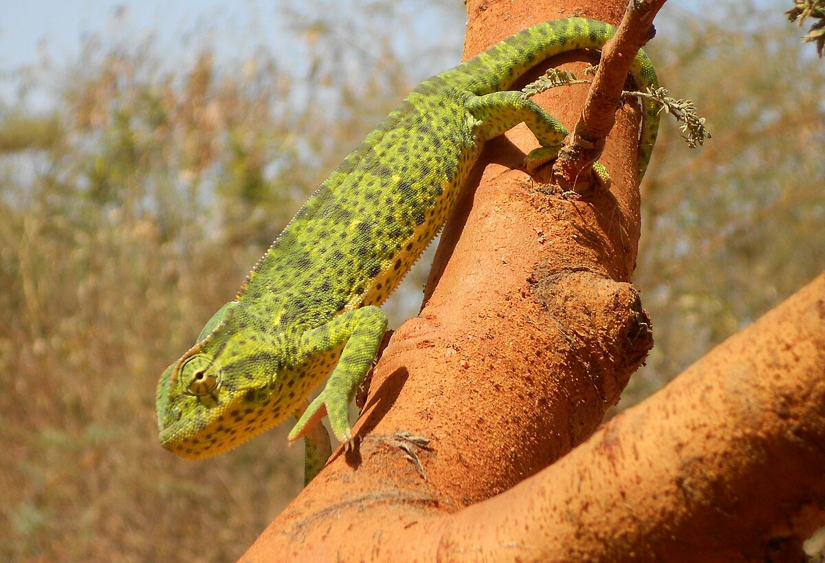 Senegal chameleon - Wikipedia