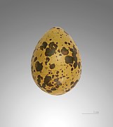 Charadrius morinellus (Eurasian Dotterel) egg.