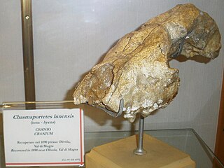 <i>Chasmaporthetes</i> Extinct genus of carnivores