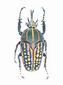 Mecynorhina (=Chelorrhina) savagei