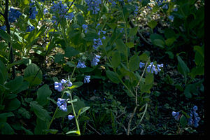 Chesapeake and Ohio Canal National Historical Park CHOH9610.jpg