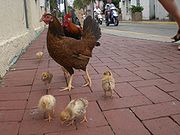 One of the many free roaming chicken families that can be seen in Key West